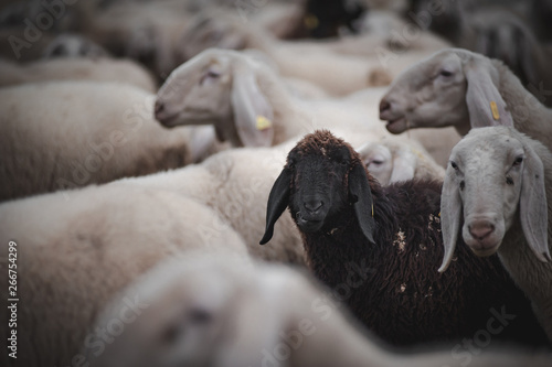 Obraz na plátne black sheep in the middle of the flock