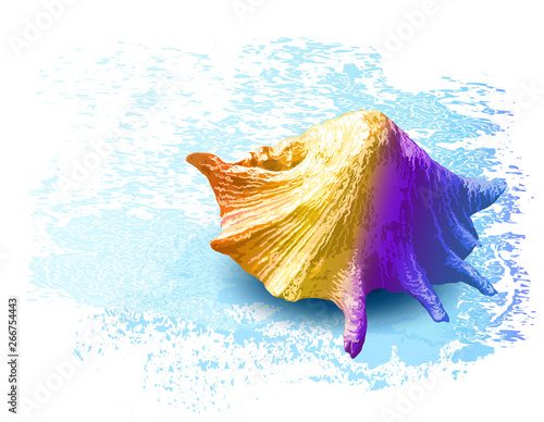 Seashells. Hand drawn vector illustration