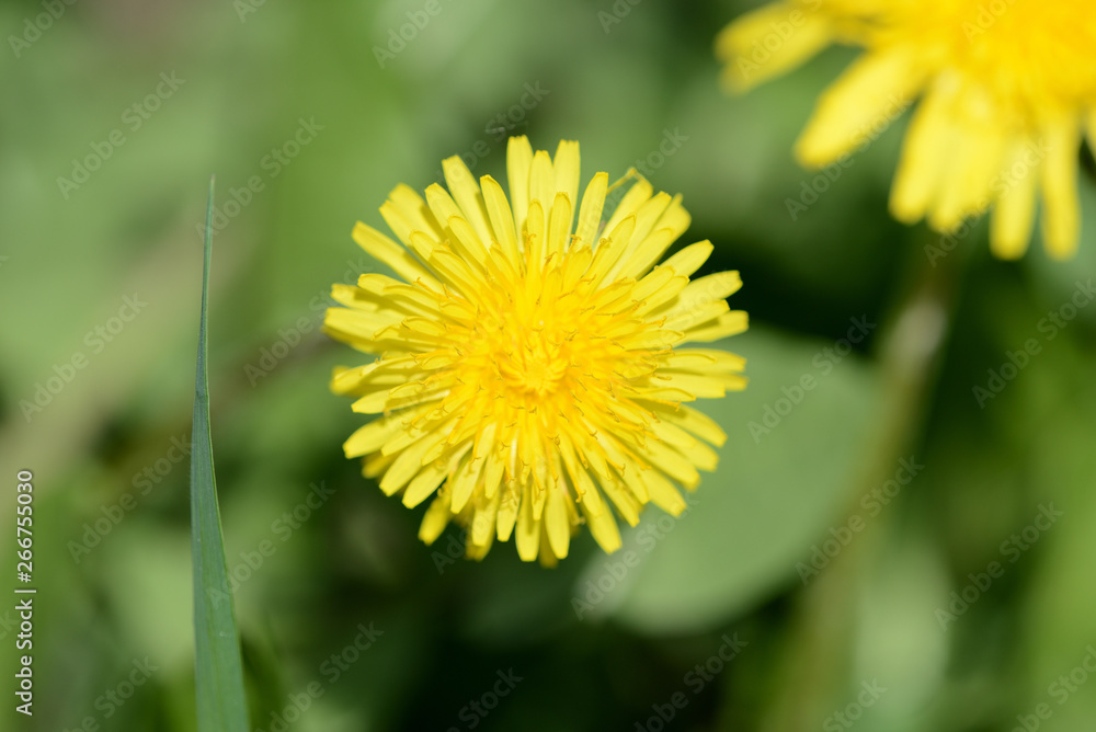 Bright yellow dandelion on a green lawn close up Bright yellow dandelion on a green lawn close up