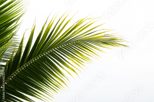 Green leaves of palm tree  Leaves of coconut tree isolated on white background  clipping path included