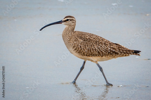 A Whimbrel (numenius phaeopus) wades in the surf as it searches for food, on the beach along the Monterey Bay of Seaside, California.  photo