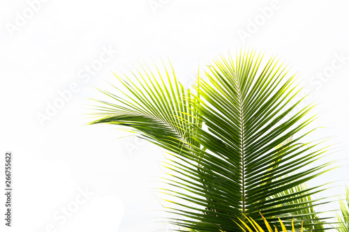 Green leaves of palm tree  Leaves of coconut tree isolated on white background  clipping path included