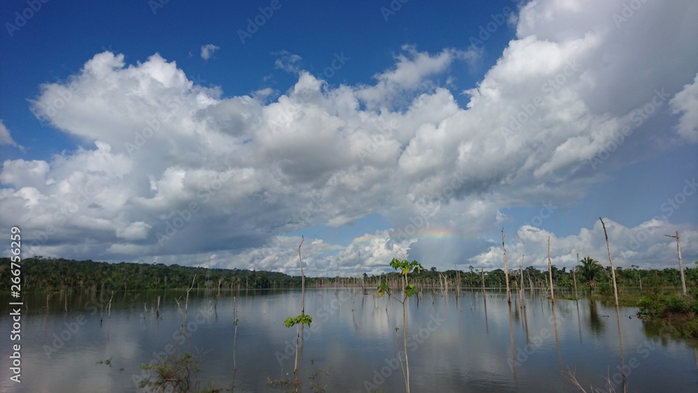 dead trees caused by the hydroelectric dam of the Madeira River