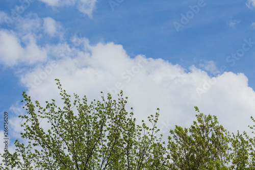 bottom view of tree branches and blue sky and Cumulus clouds