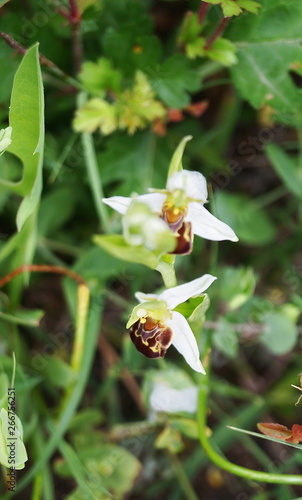 Bee Orchid (Ophrys apifera)