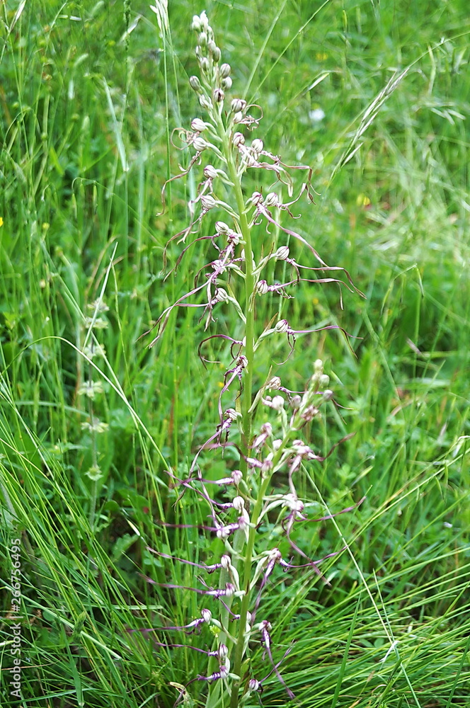Adriatic Lizard Orchid (Himantoglossum adriaticum) Adriatic Lizard Orchid (Himantoglossum adriaticum)