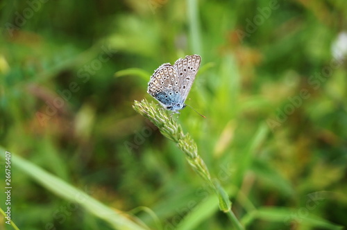 Blue argo butterfly (Polyommatus icarus)