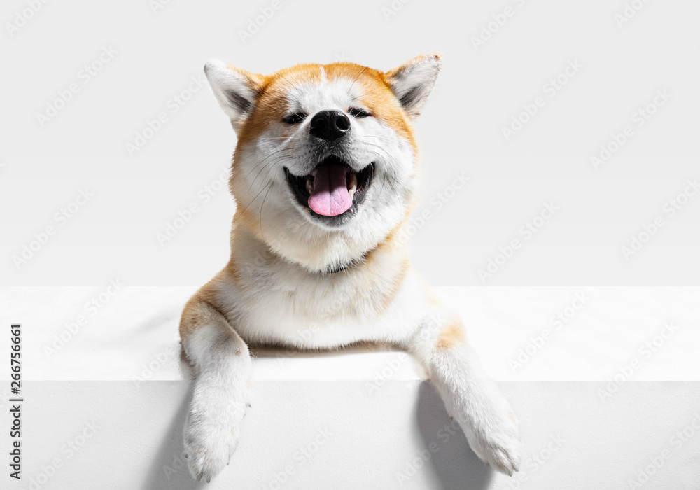 Akita-Inu young dog is posing. Cute white-braun doggy or pet is lying and looking happy isolated on white background. Studio photoshot. Negative space to insert your text or image. Front view. - obrazy, fototapety, plakaty 