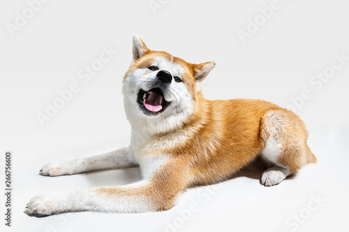 Akita-Inu young dog is posing. Cute white-braun doggy or pet is lying and looking happy isolated on white background. Studio photoshot. Negative space to insert your text or image. © master1305