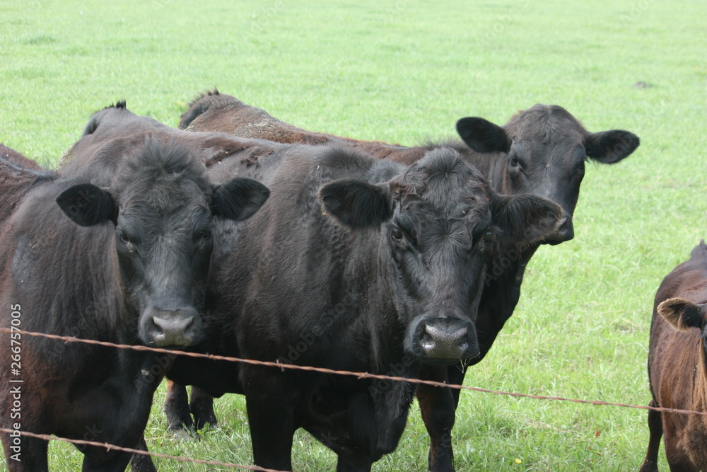 cow trio