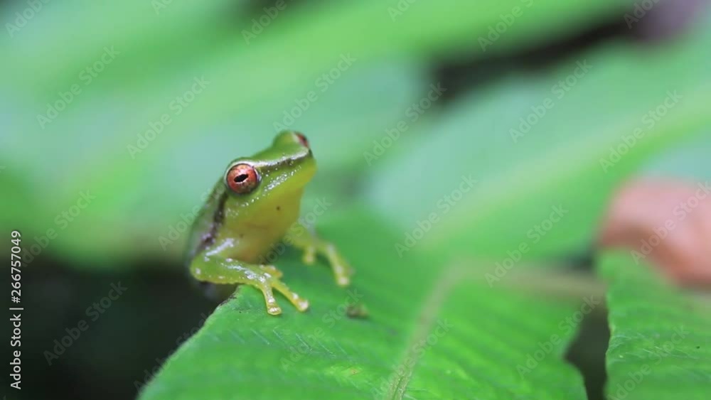 Small green tree frog taking breaths and sitting on the edge of a bright green leaf Small green tree frog taking breaths and sitting on the edge of a bright green leaf