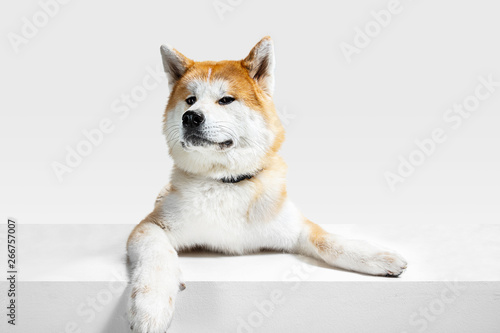 Akita-Inu young dog is posing. Cute white-braun doggy or pet is lying and looking happy isolated on white background. Studio photoshot. Negative space to insert your text or image. Front view.
