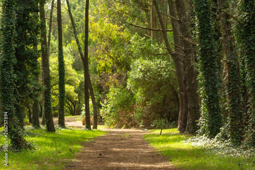 camino en el bosque 