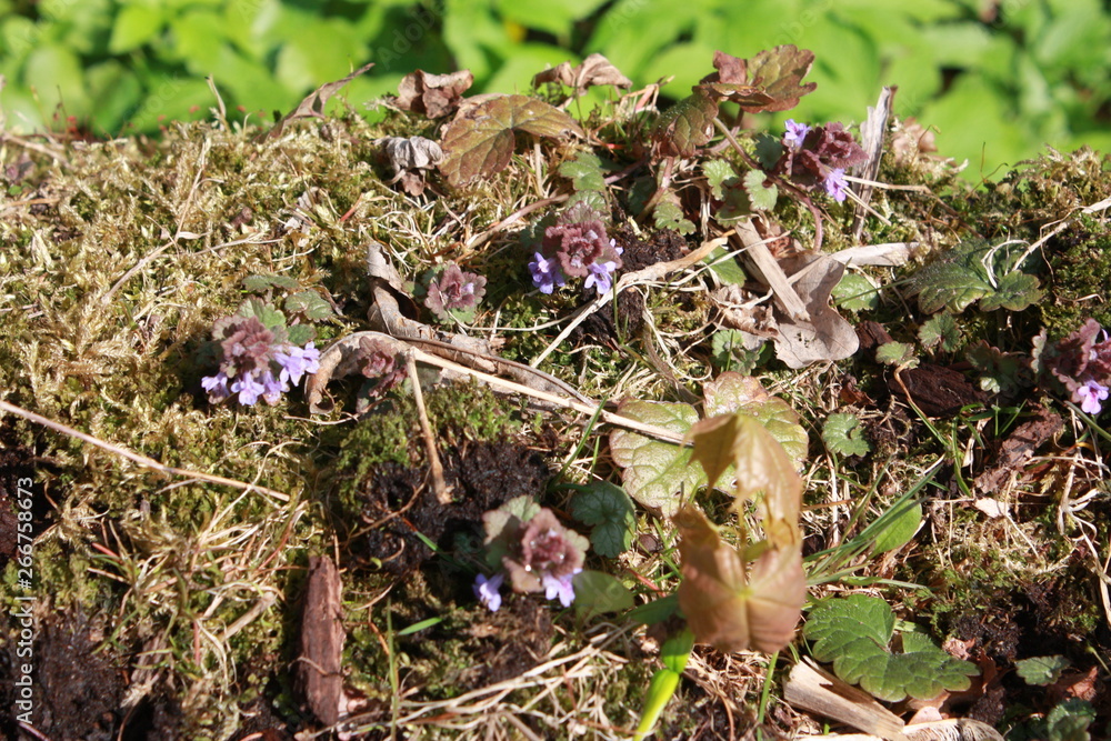 the first spring flowers in the old forest the first spring flowers in the old forest