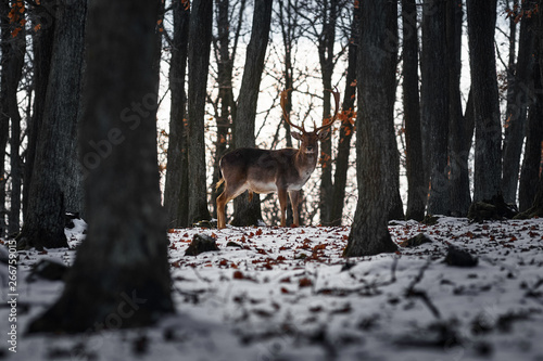 deer in forest2 photo
