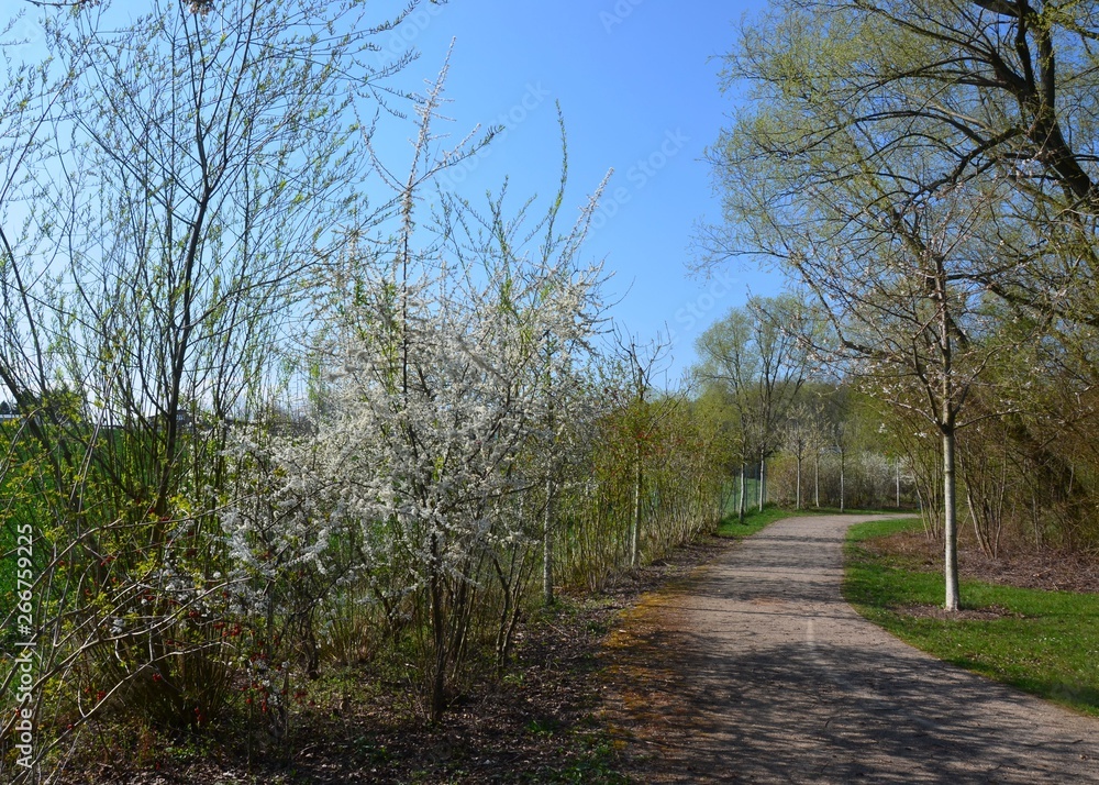 Frühlingslandschaft im Park - Weg gesäumt von blühenden Bäumen Frühlingslandschaft im Park - Weg gesäumt von blühenden Bäumen