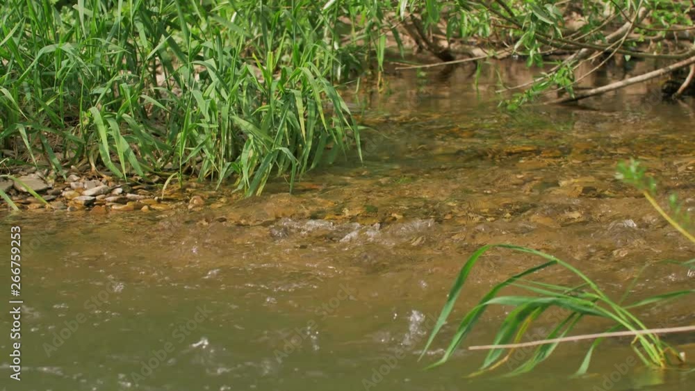 Lovely creek water streaming Lovely creek water streaming
