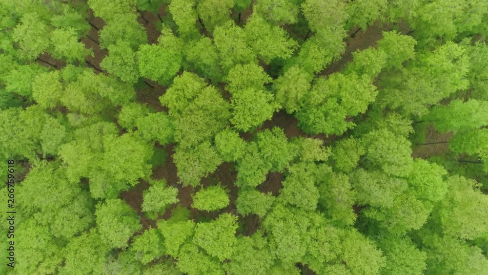 Flight over german green spring forrest