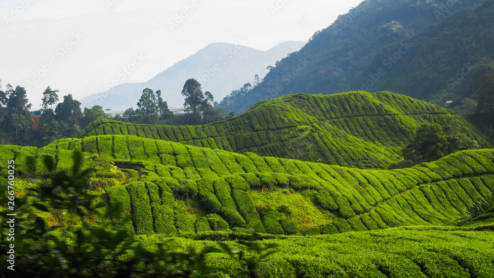 Tea Plantation in Cameron Highlands Malaysia