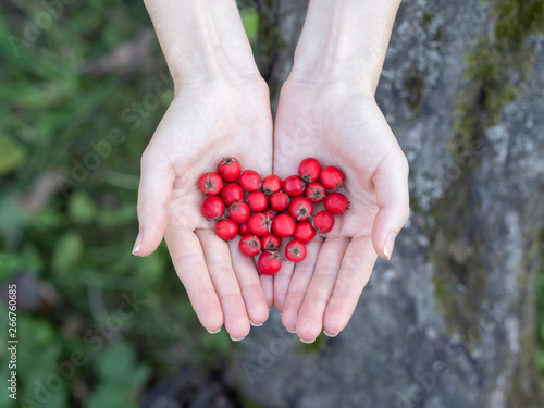 Woman hands holding hawthorn berry heart shape on a wood forest background