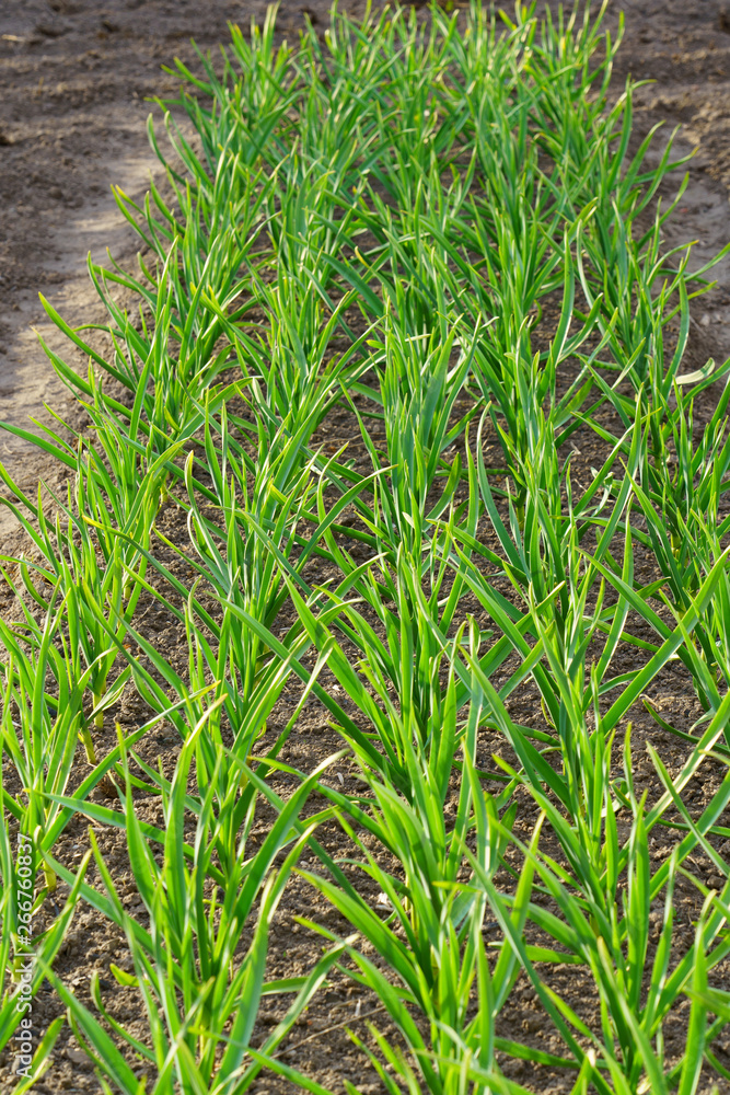 Obraz premium garden bed with green stalks of garlic