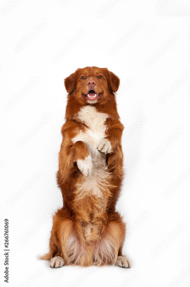 isolated studio portrait of red dog nova scotia duck tolling retriever at white background