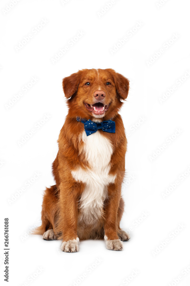 isolated studio portrait of cute dog nova scotia duck tolling retriever with blue tie at white background 