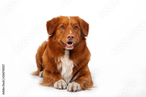 isolated studio portrait of red dog nova scotia duck tolling retriever at white background 