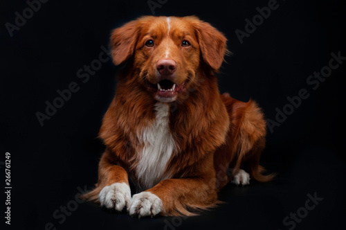 Fotografía studio portrait of red dog nova scotia duck tolling retriever at black backgroun