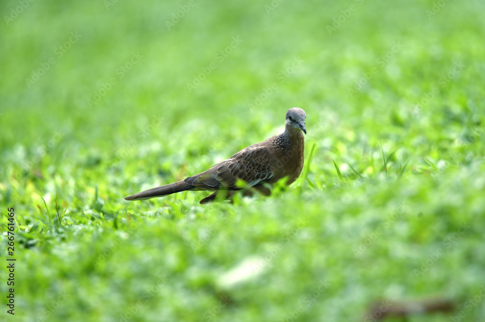 gray-haired turtle bird on the back and wings, with a little black hue on his shoulder gray-haired turtle bird on the back and wings, with a little black hue on his shoulder