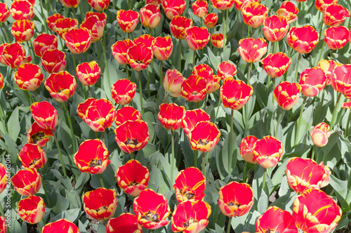 Beautiful tulips field