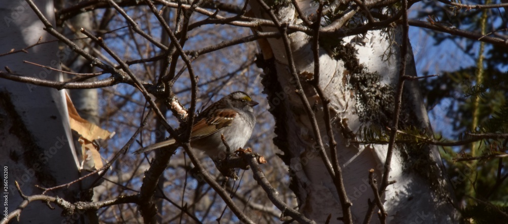 Bruant des plaines sur une branche de bouleau Bruant des plaines sur une branche de bouleau