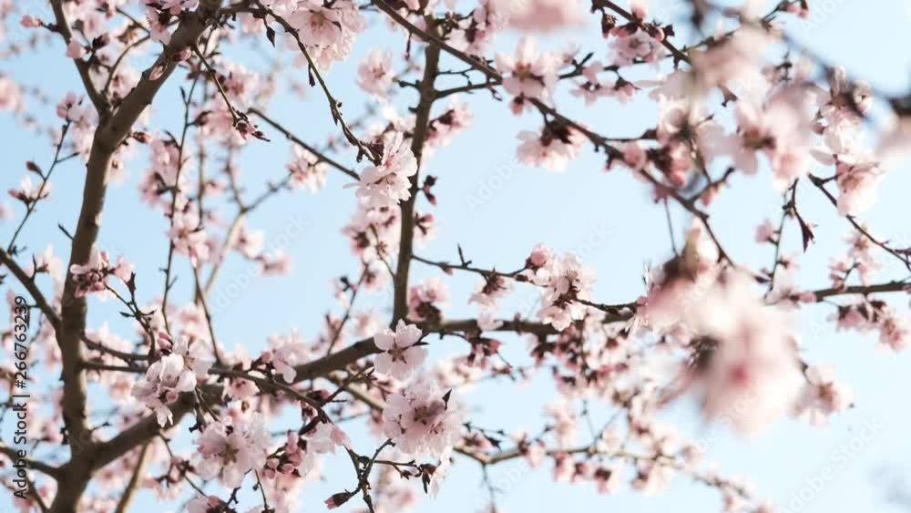 Sakura bloom. Tree branches with pink delicate flowers against the sky. Sakura bloom. Tree branches with pink delicate flowers against the sky.