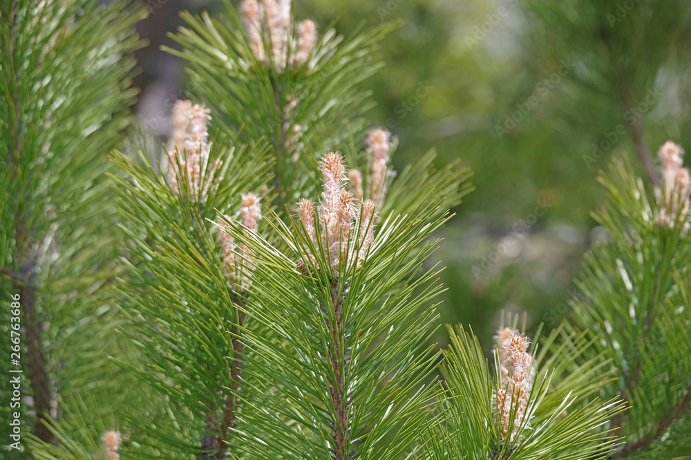 the Beautiful cones the Beautiful cones