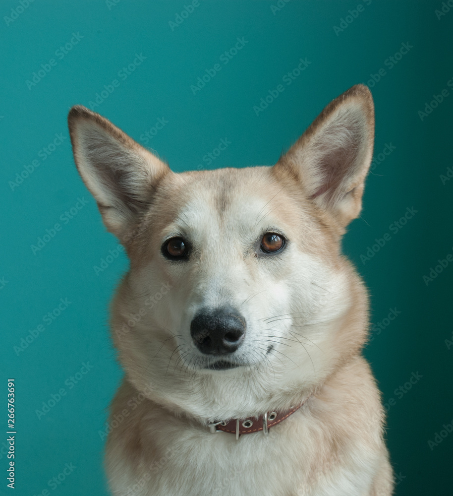 Layka husky dog. Detailed portrait on a blue background
