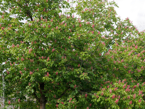 Die Fleischrote Rosskastanie oder Purpurkastanie (Aesculus × carnea), ein wunderschöner Zierbaum aus großen Parks und Gärten.