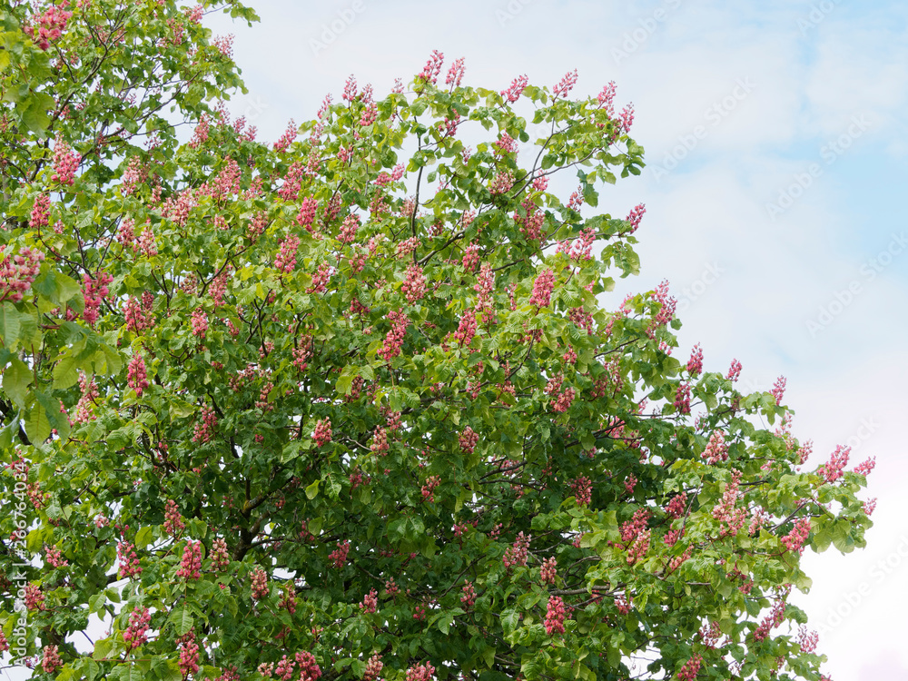 Aesculus × carnea - Die Fleischrote Rosskastanie oder Purpurkastanie, ein wunderschöner Zierbaum aus großen Parks und Gärten.