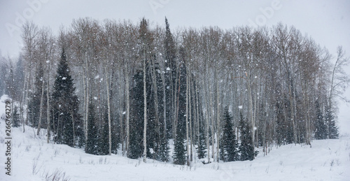 Winter snow falls on a forest of mixed Pine and Aspen trees on the ski slopes of the Steamboat Springs ski resort, in the Rocky Mountains of Colorado.  © David A Litman