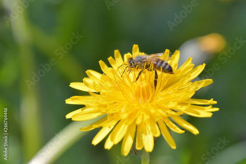 L'ape alla ricerca di polline sul fiore giallo del tarassaco