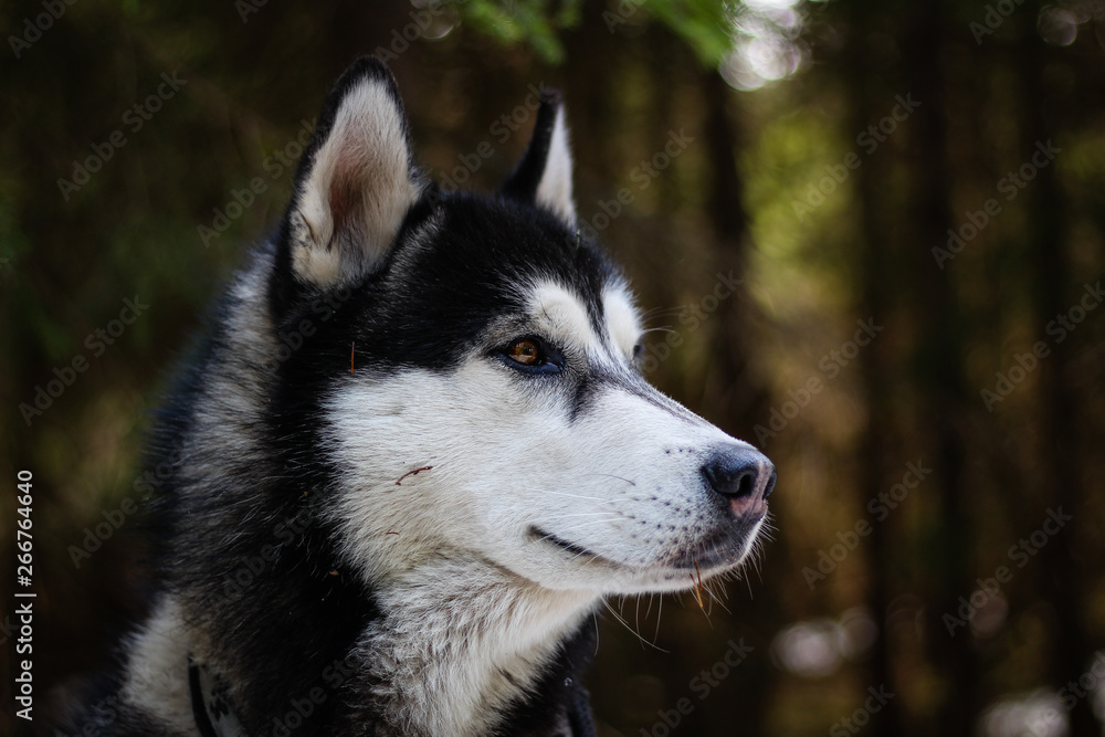 Husky dog walks in the Carpathian Mountains. Black and white dog. Mountains, forest, grass, river