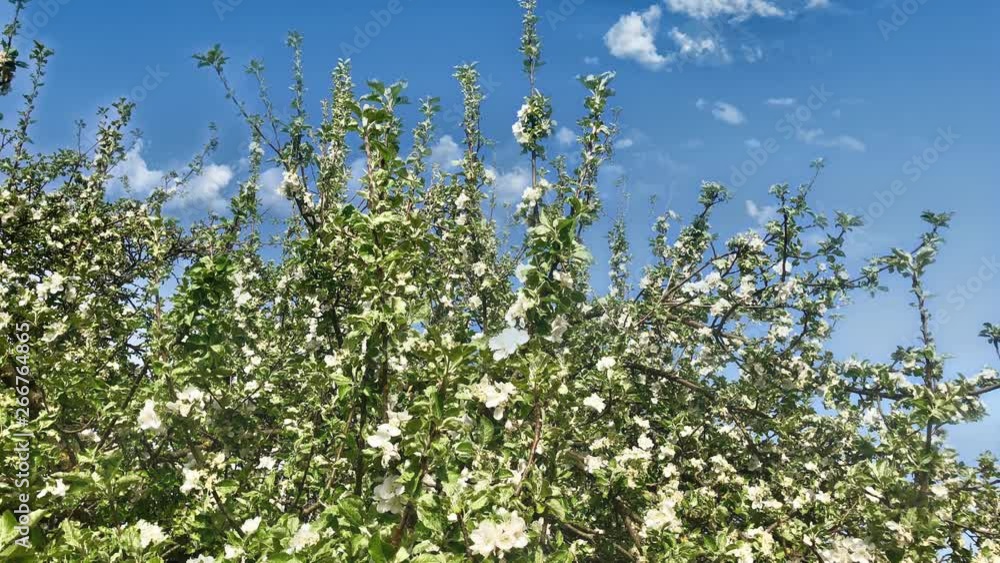 Blossoming apple tree on a sunny spring day Blossoming apple tree on a sunny spring day