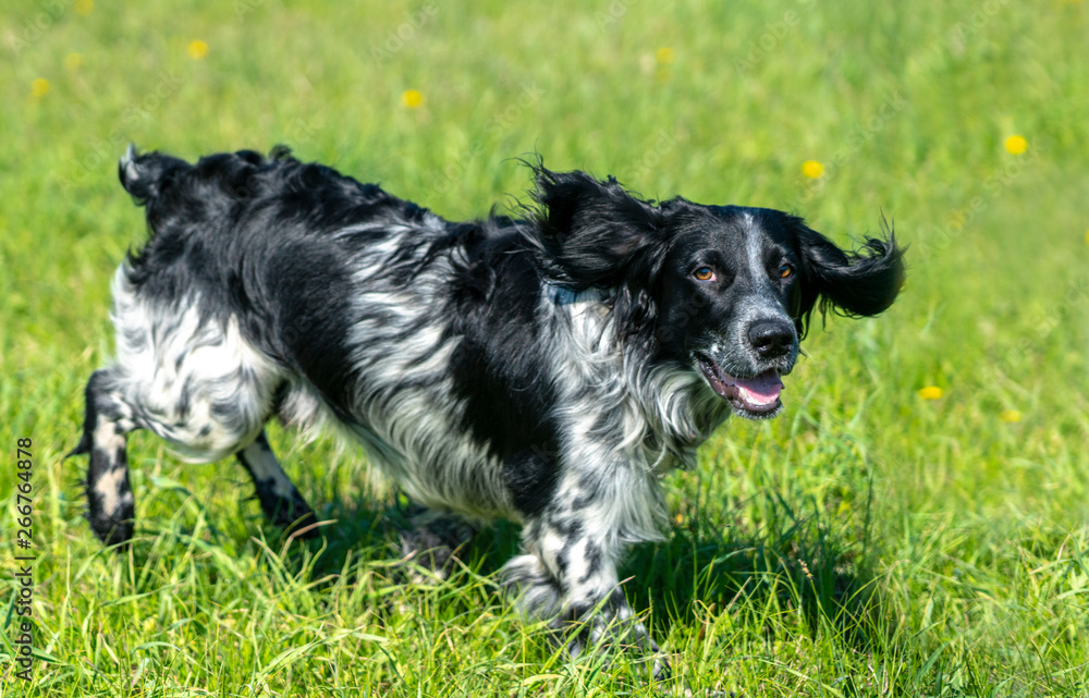 Russian hunting Spaniel running, frolicking on the green grass Russian hunting Spaniel running, frolicking on the green grass