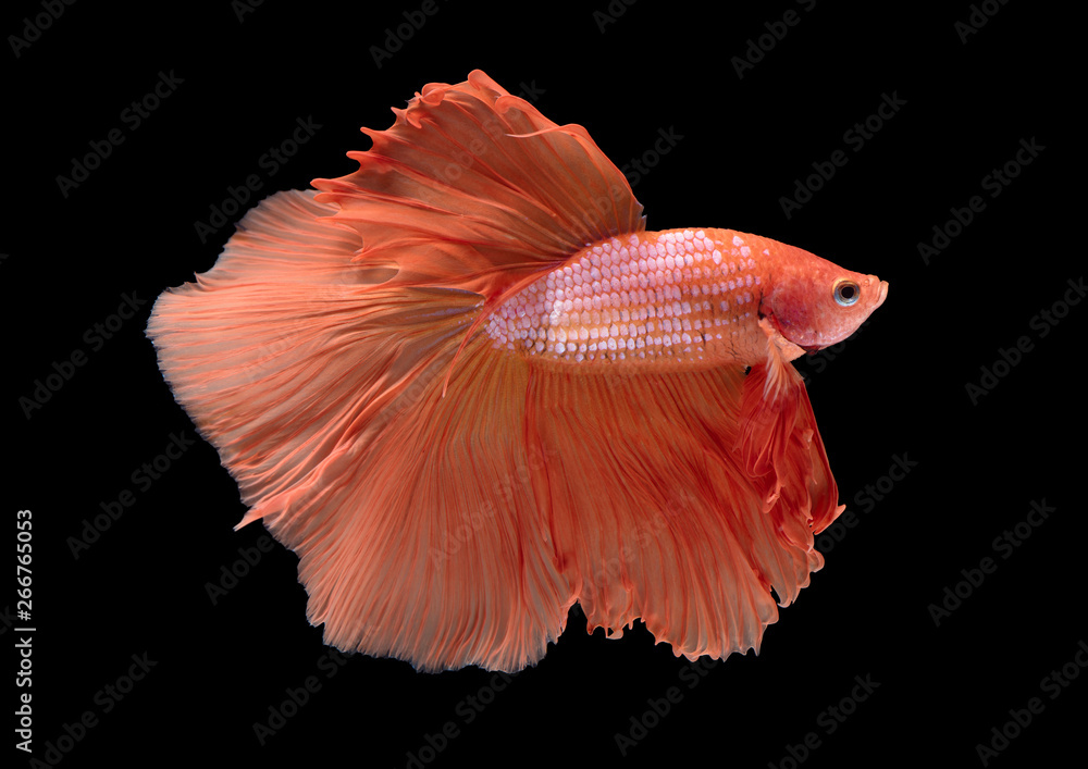 beautiful orange betta splendens isolated on black background beautiful orange betta splendens isolated on black background