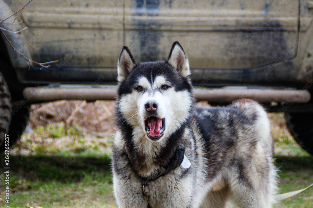 Fototapeta premium Husky dog walks in the Carpathian Mountains. Black and white dog. Mountains, forest, grass, river