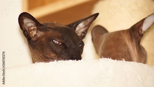 Bild auf Leinwand Peterbald Katze