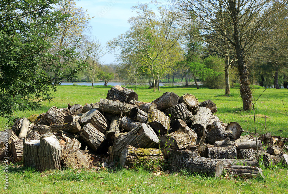 A pile of logs in the countryside at Hever A pile of logs in the countryside at Hever