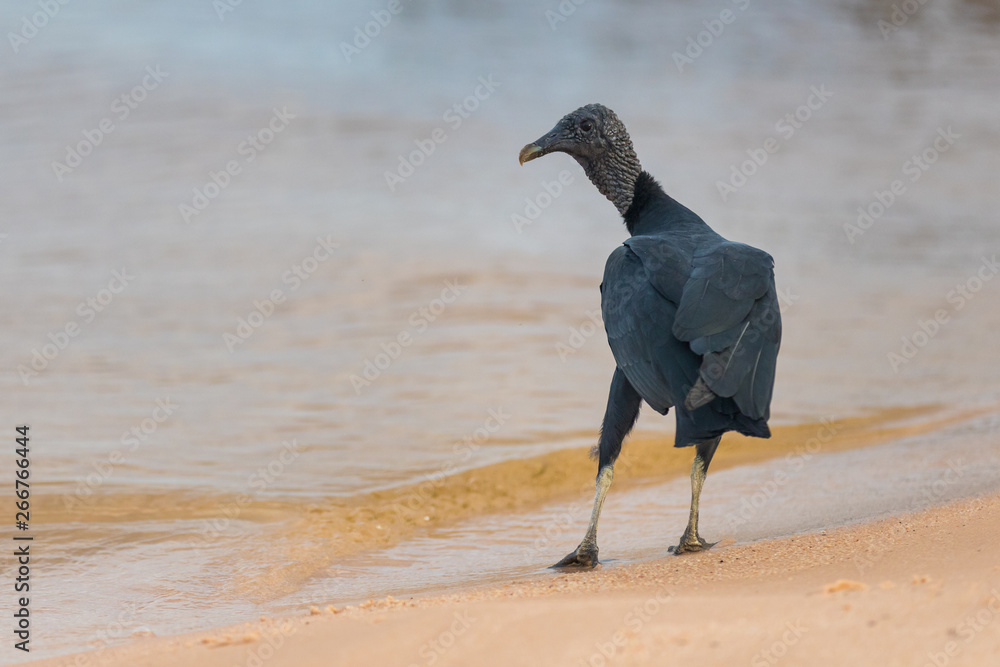 Obraz premium Vulture on the beach