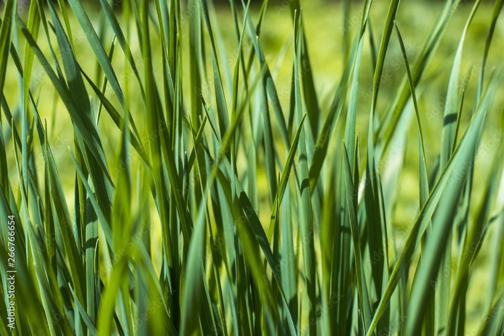 Green grass, background Green grass, background