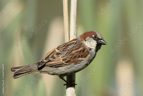 house sparrow photo