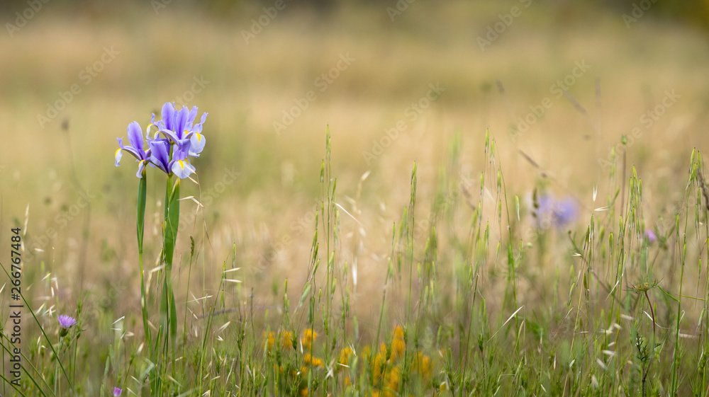 Iris cristata no Alentejo
